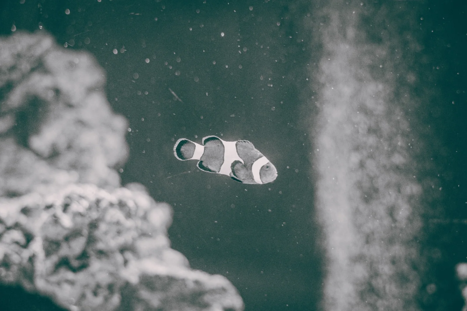 Clownfish from the Saltwater world.